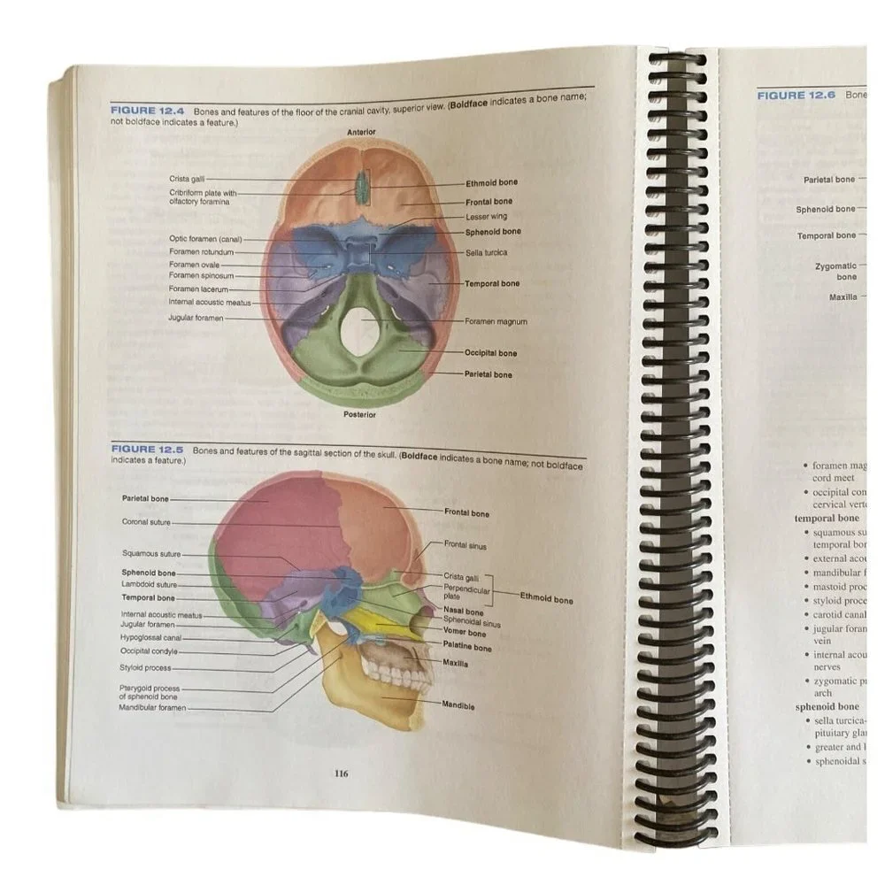 Laboratory Manual for Human Anatomy Physiology 2 Ed‎ Terry R Martin Spiral Bound